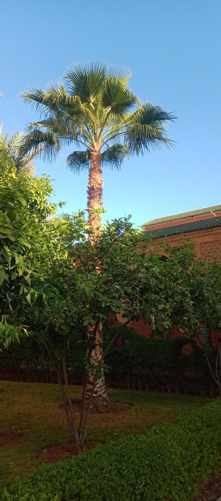 Riad Al-Bushra マラケシュ エクステリア 写真