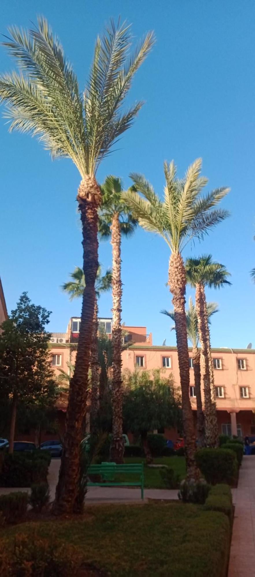 Riad Al-Bushra マラケシュ エクステリア 写真